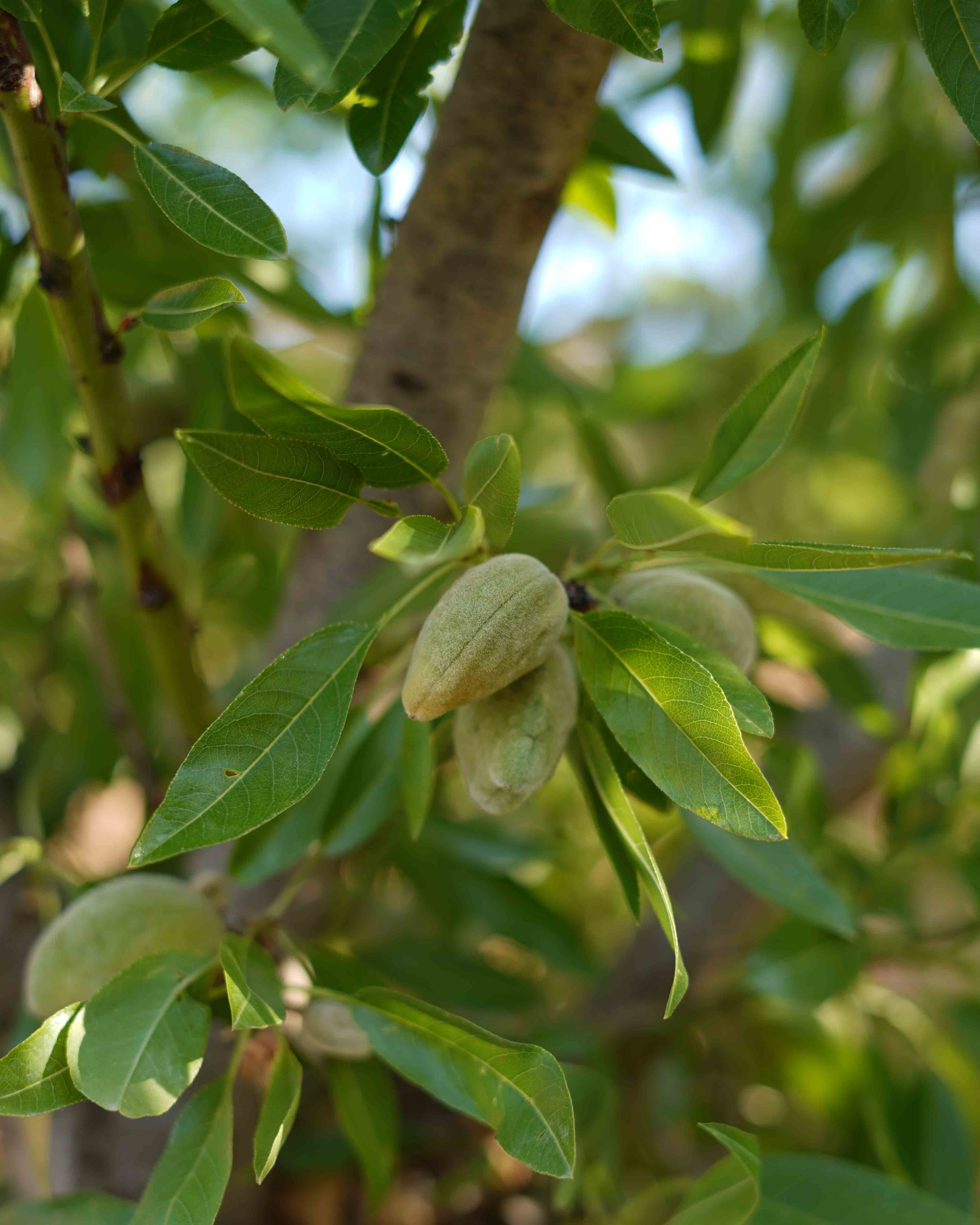 prunus almendro ciruelo melocotonero nectarina