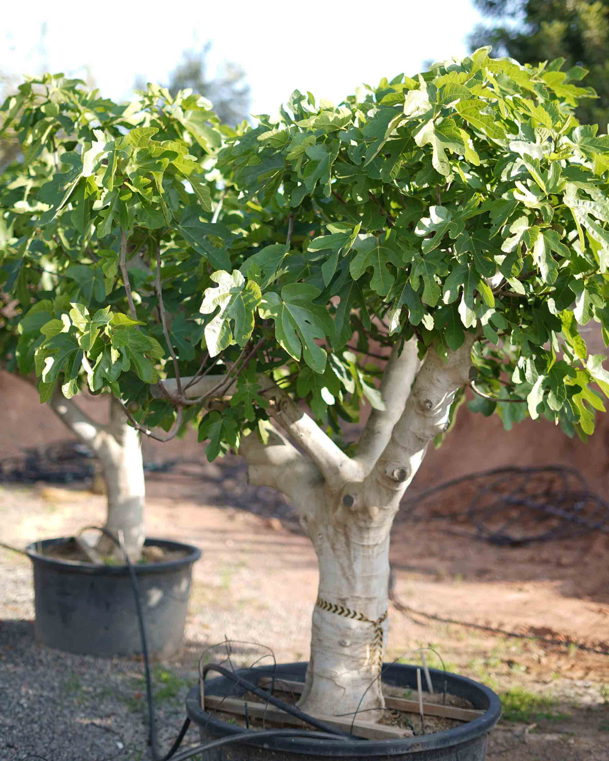 ficus higuera