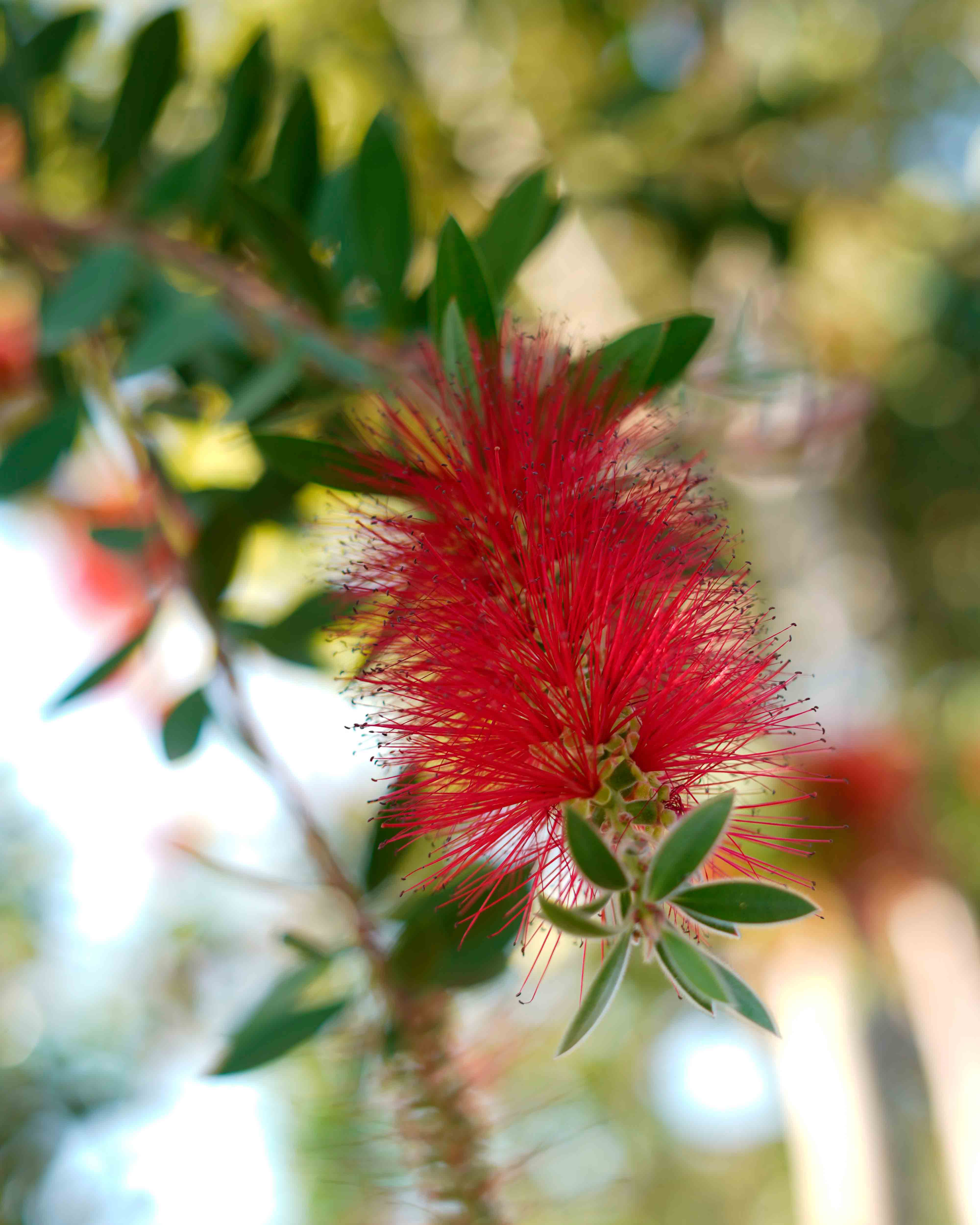 callistemon