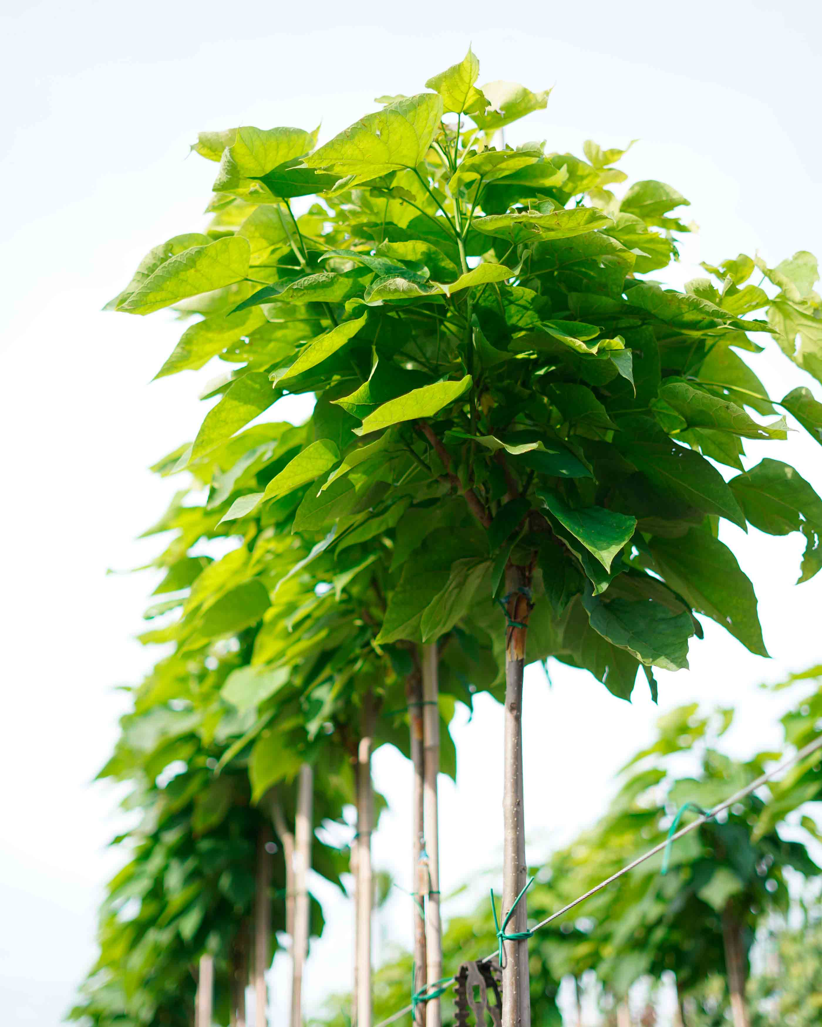 catalpa