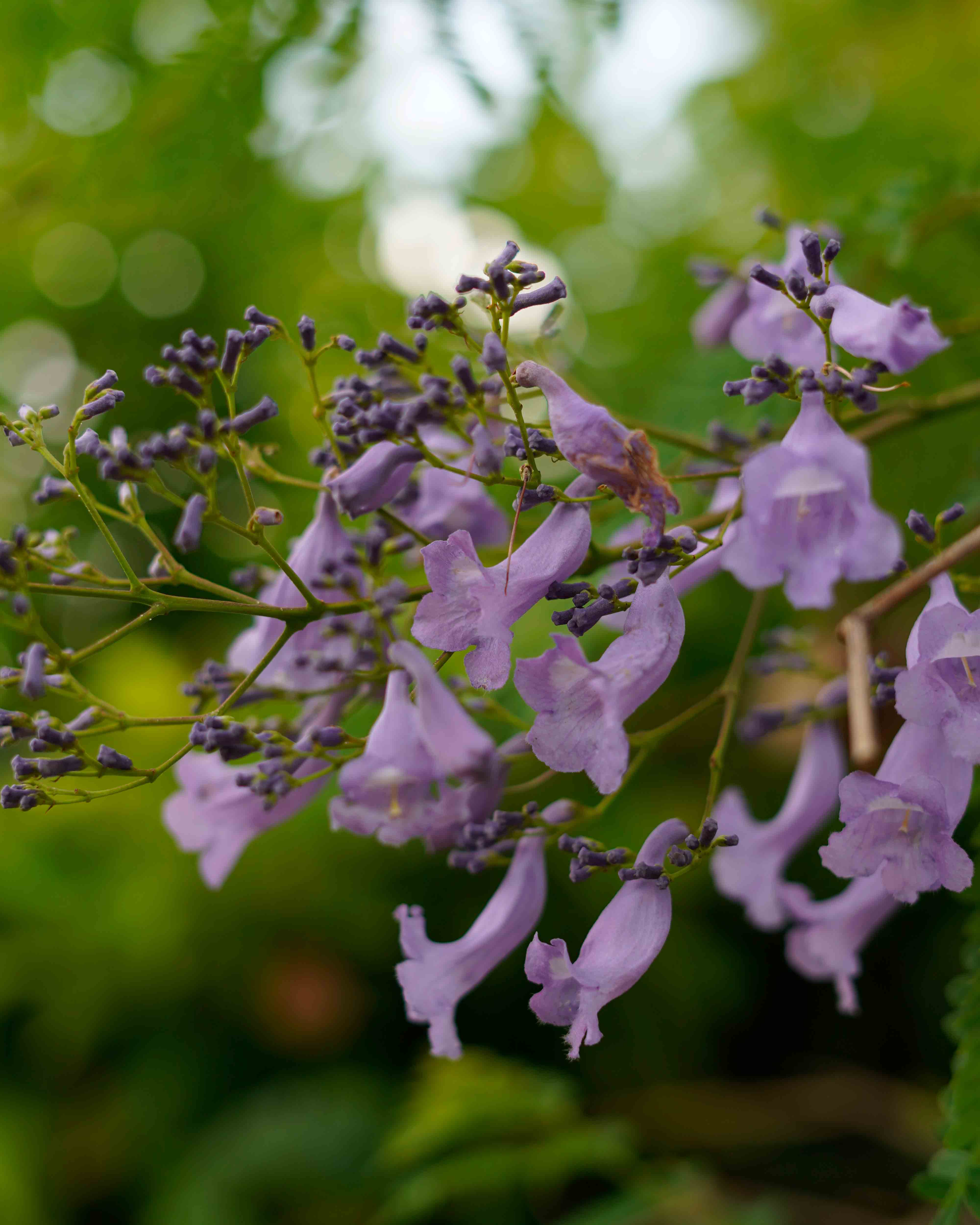 jacaranda