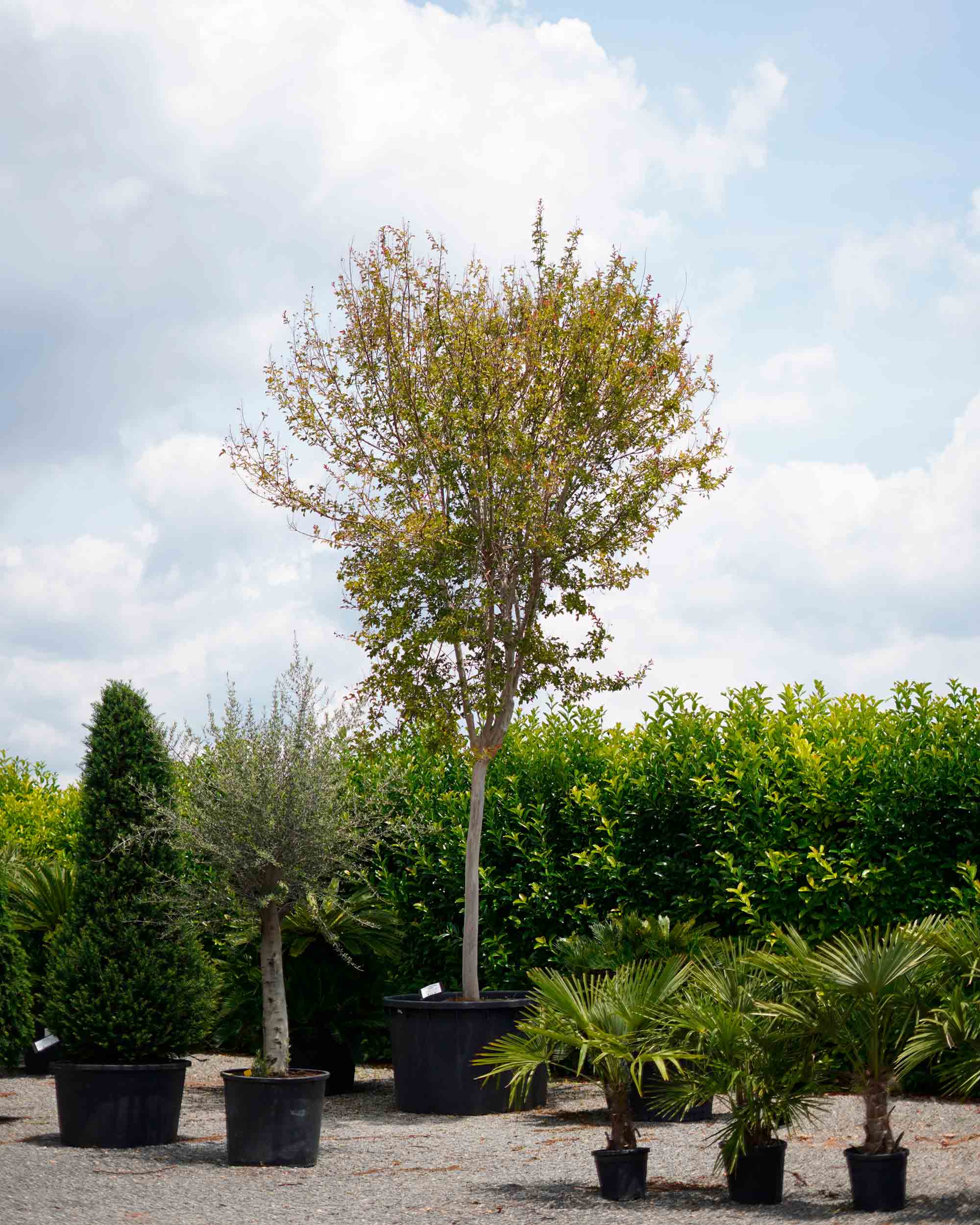 lagerstroemia arbol