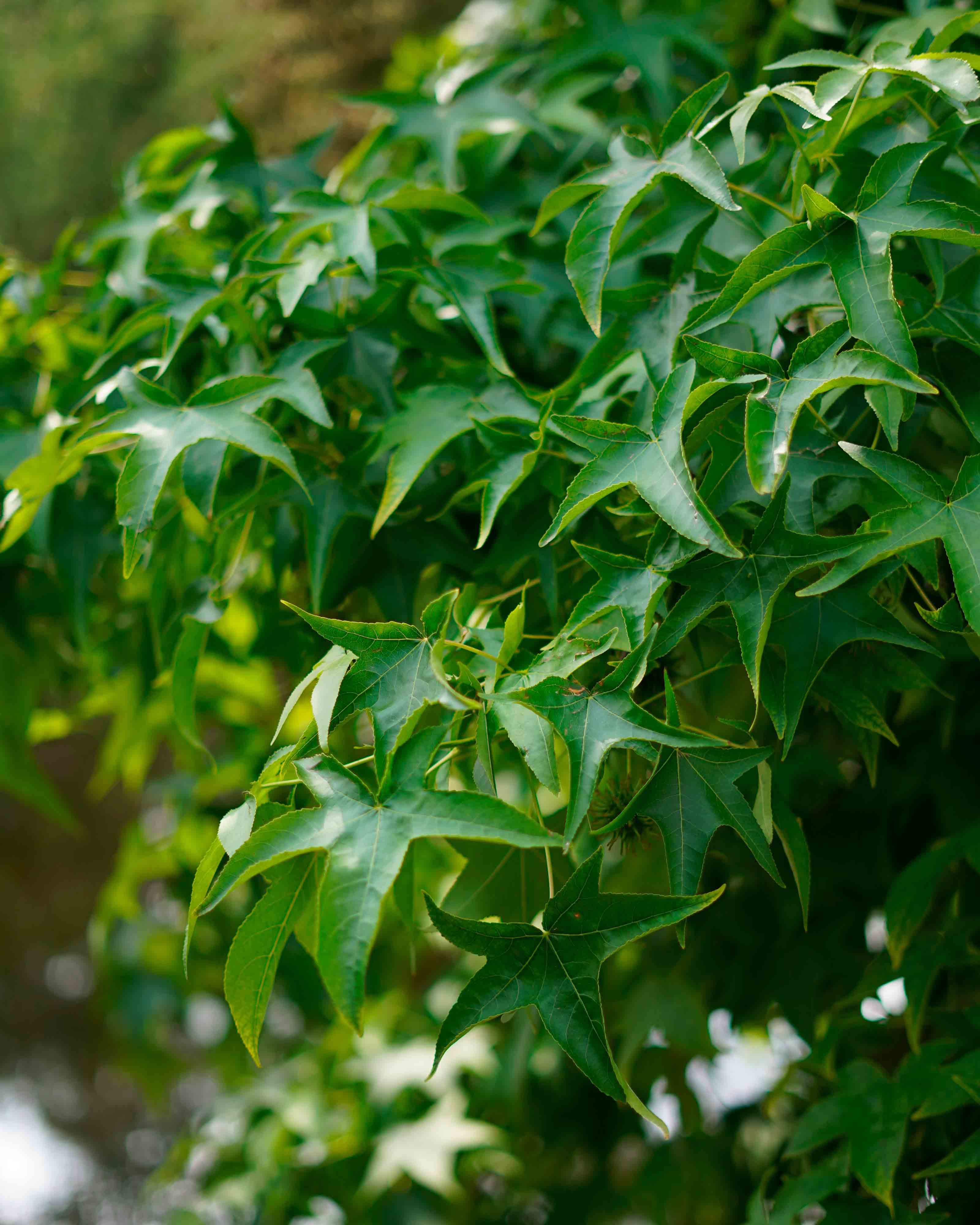 liquidambar