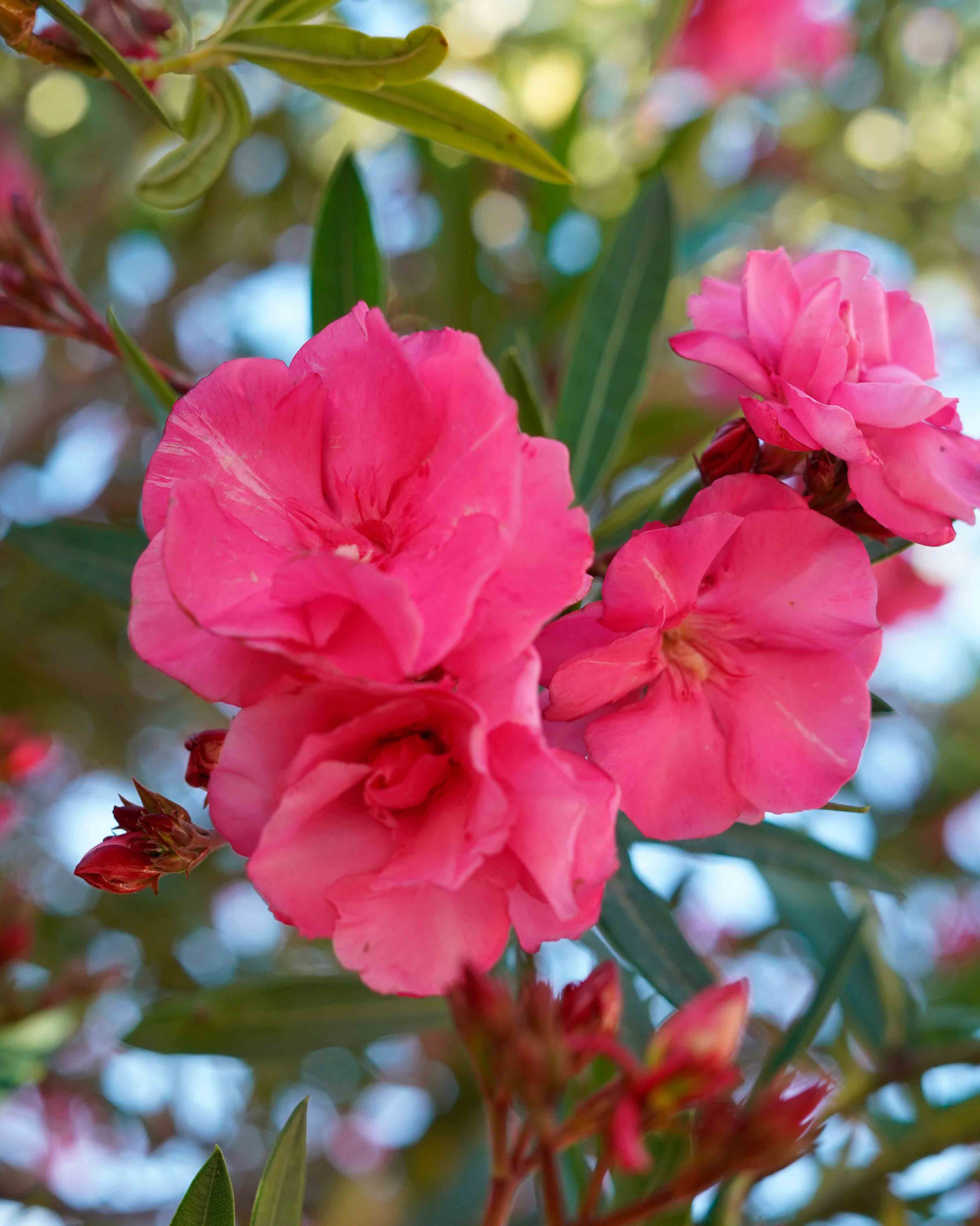 nerium oleander adelfa baladre