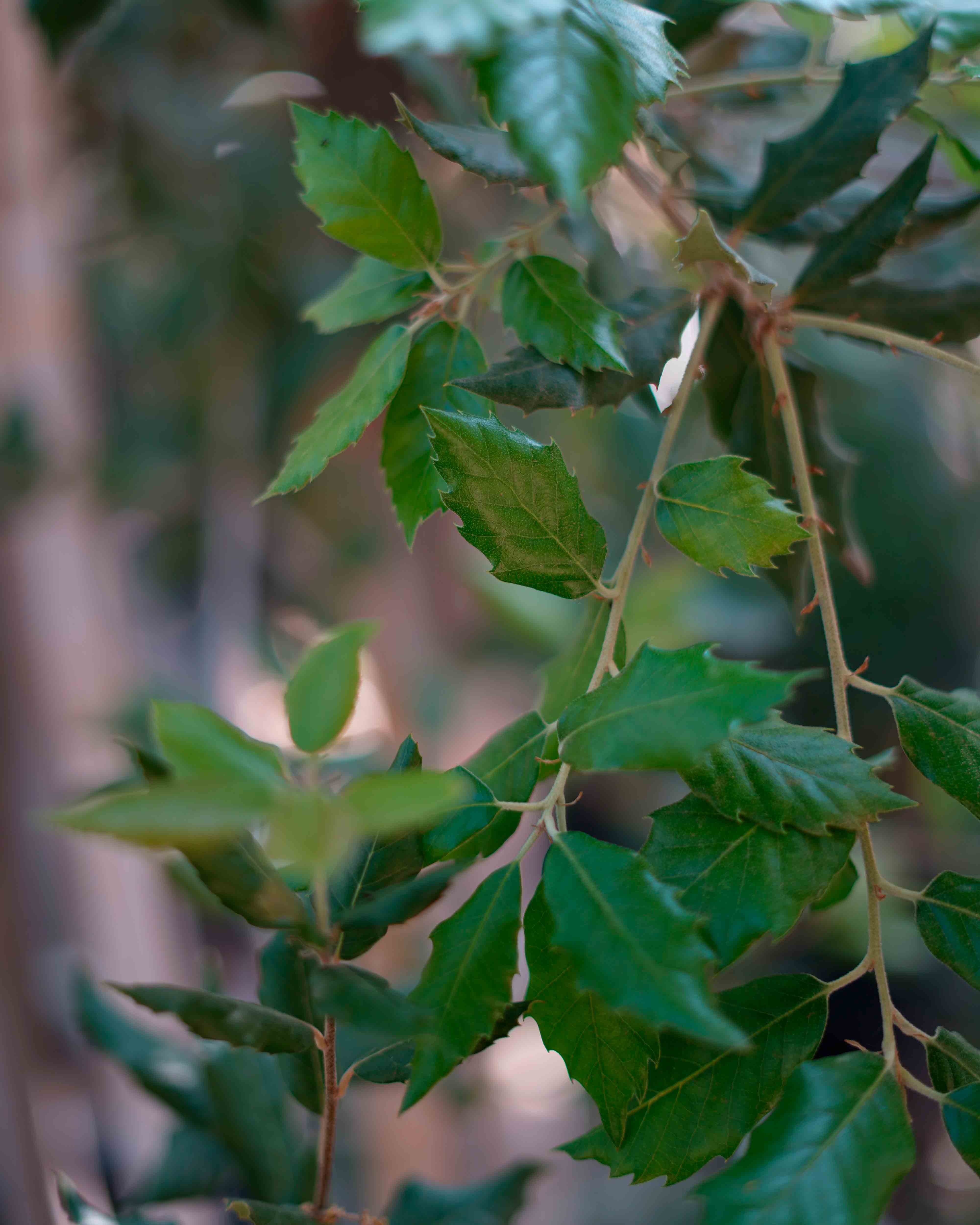 quercus ilex