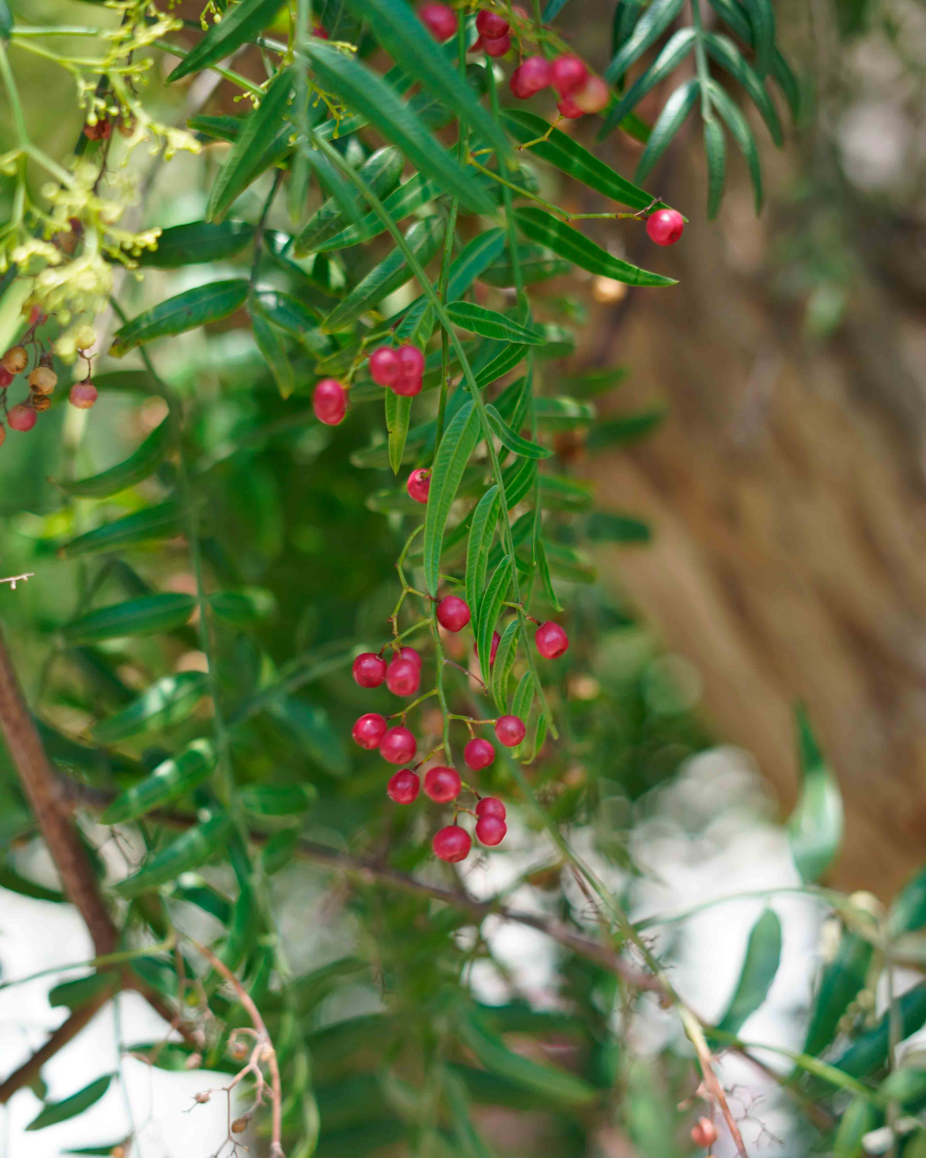 schinus molle falsa pimienta