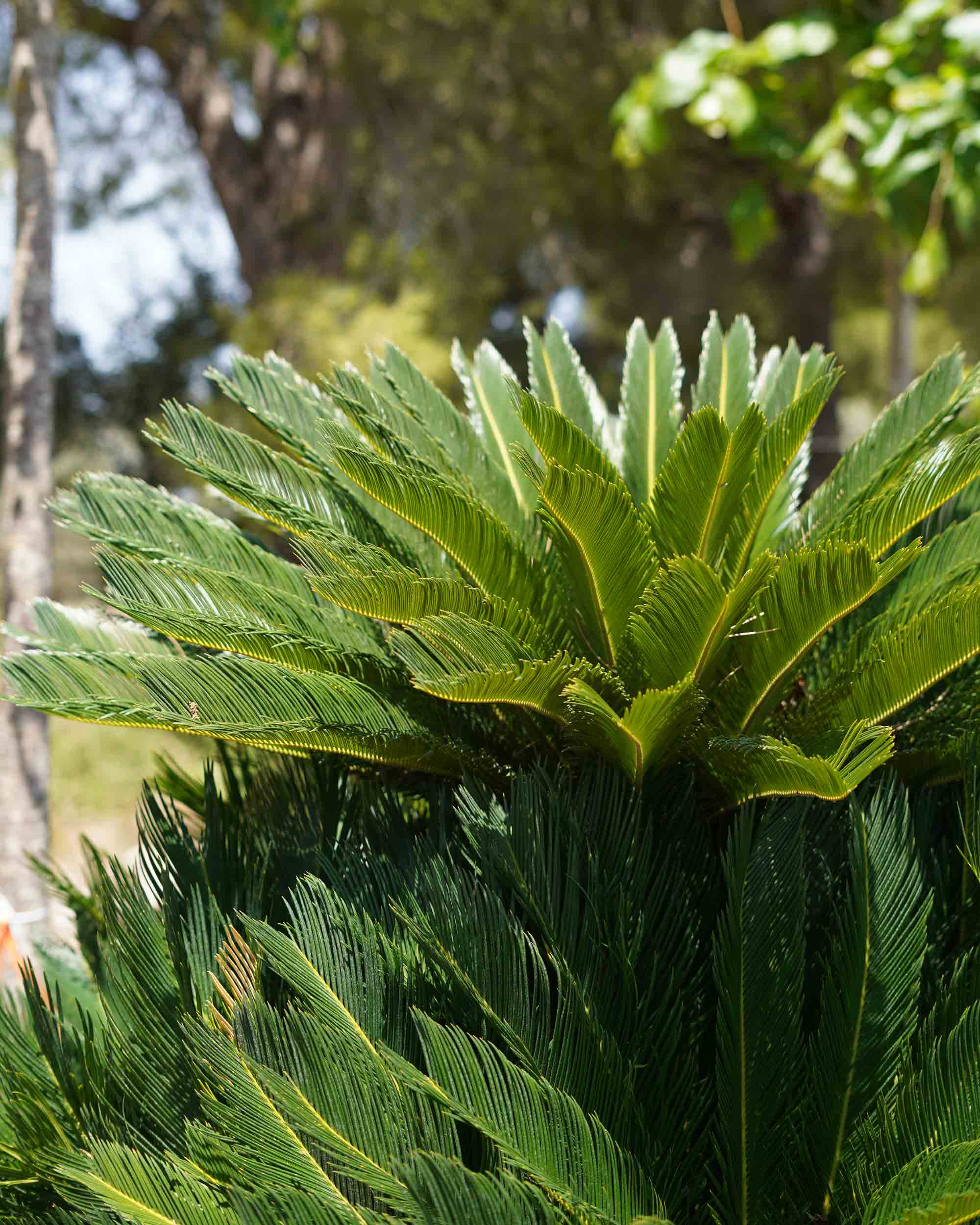 cycas revoluta palmito