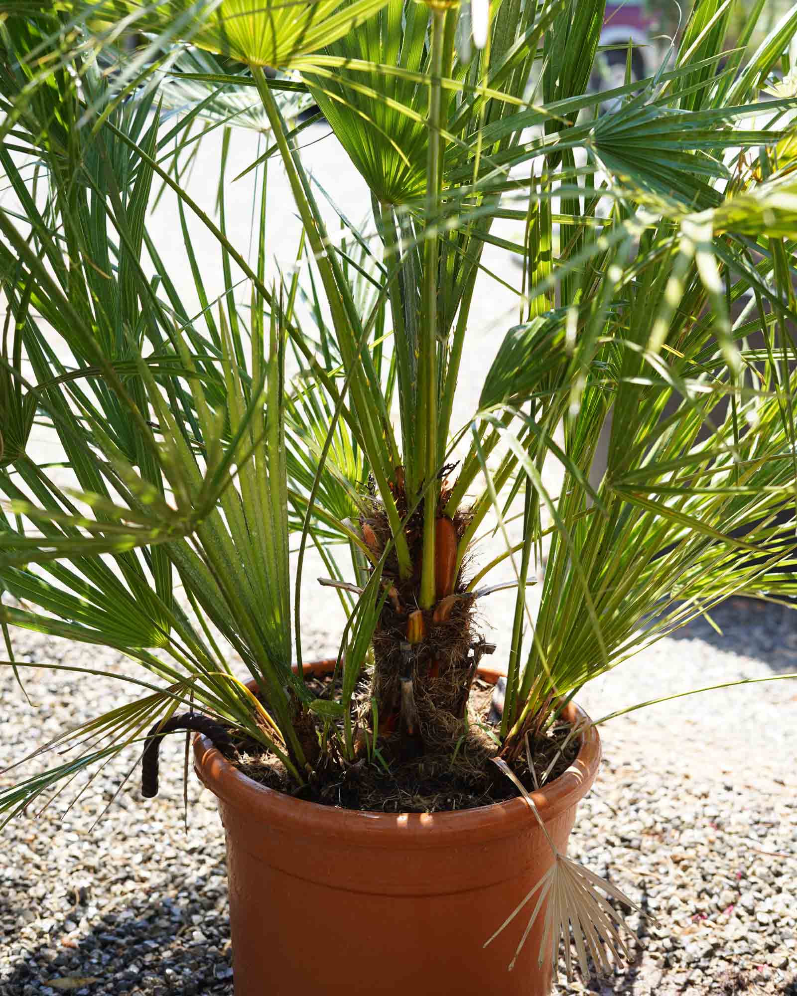 chamaerops humilis