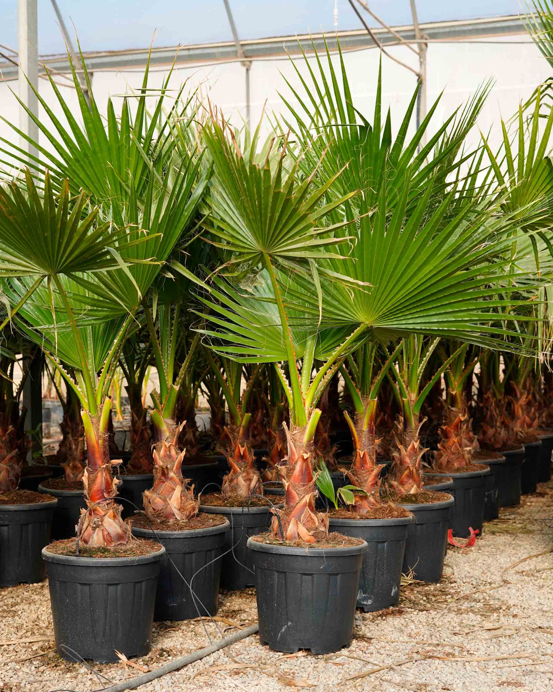 washingtonia