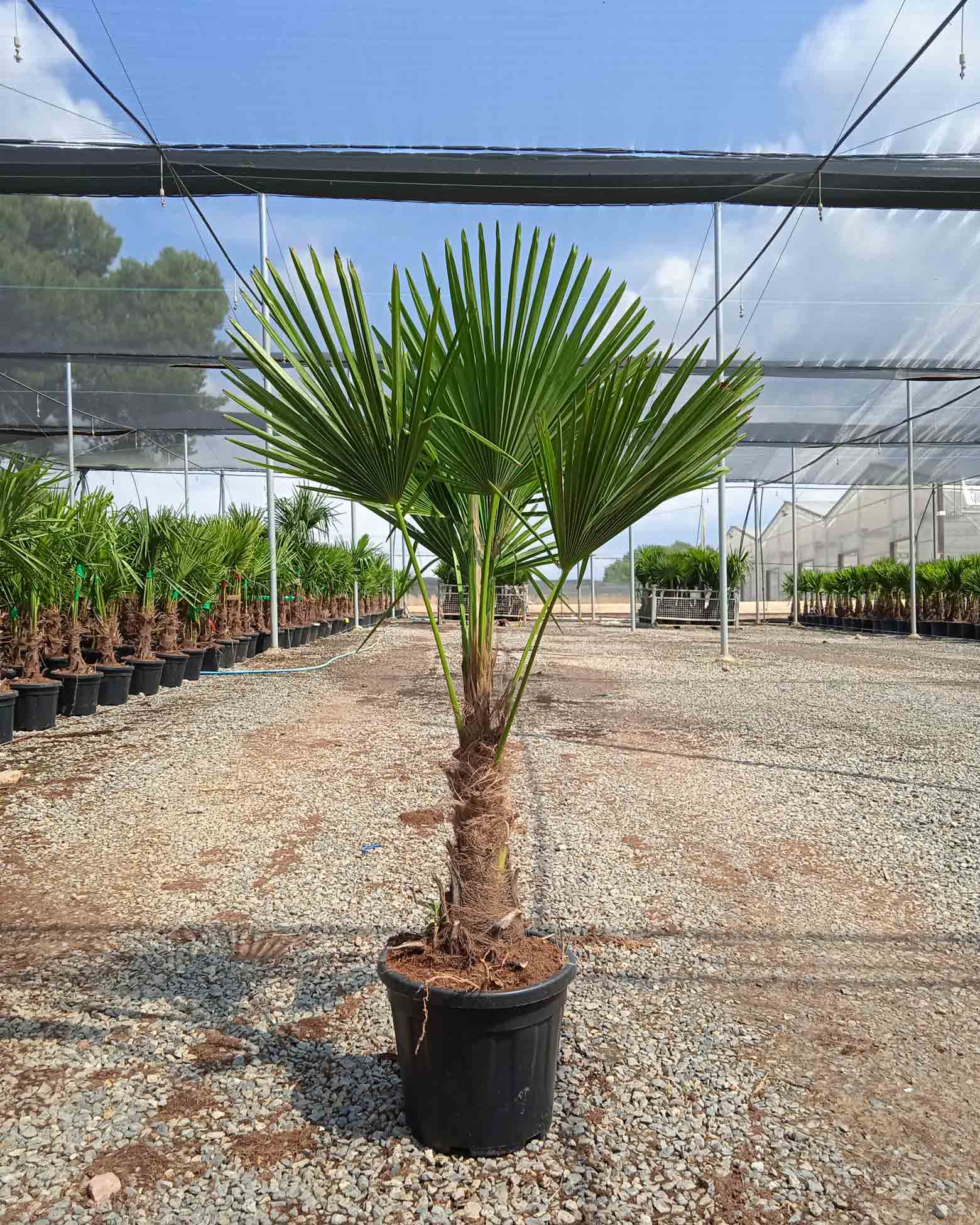 trachycarpus