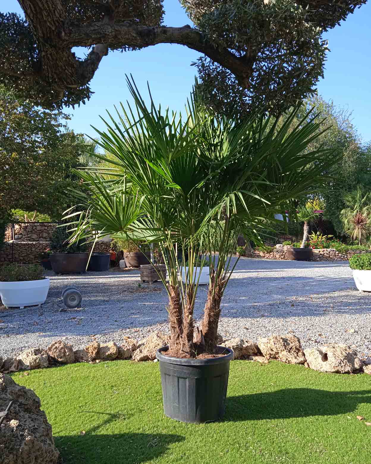 trachycarpus