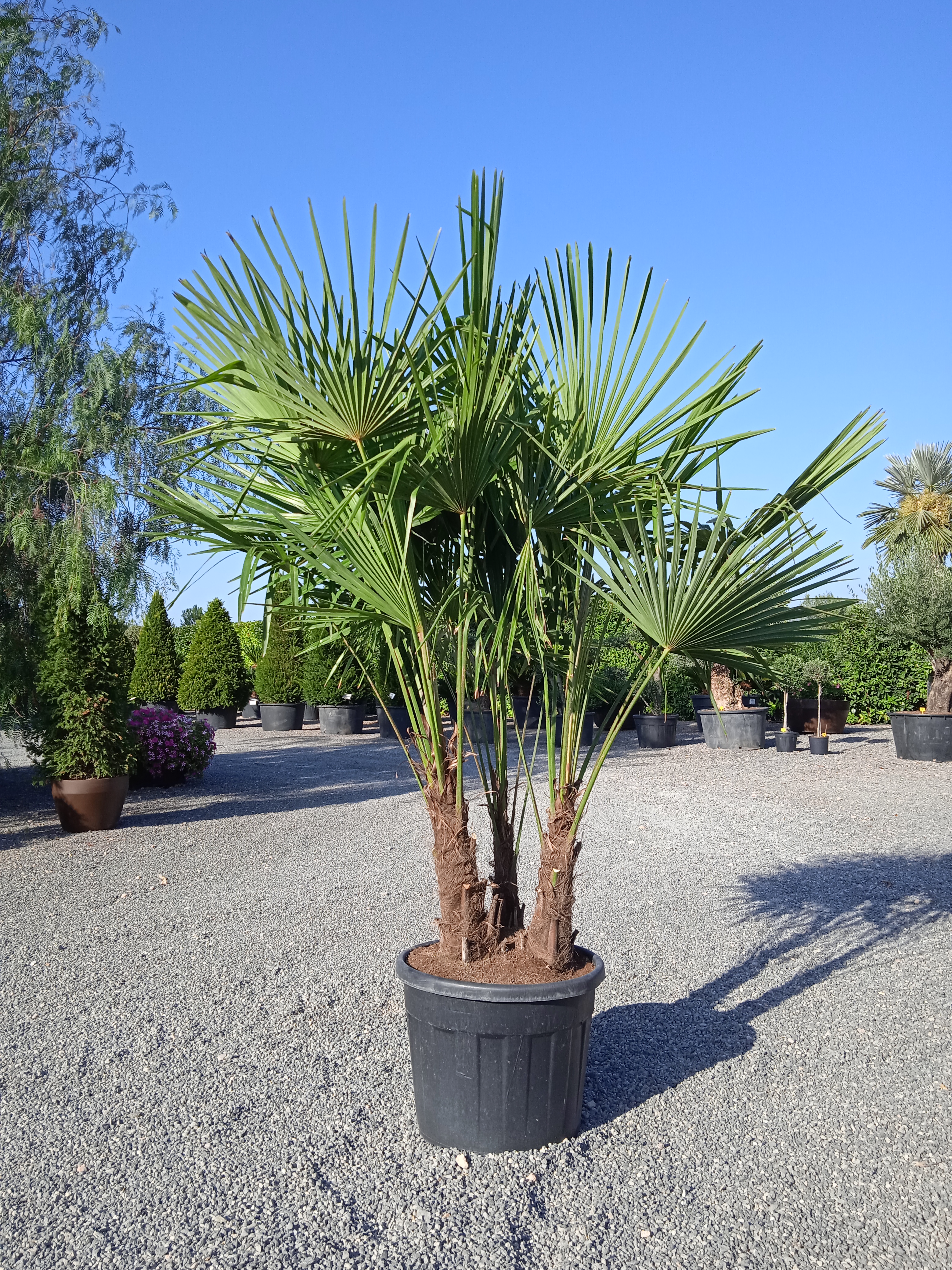 trachycarpus