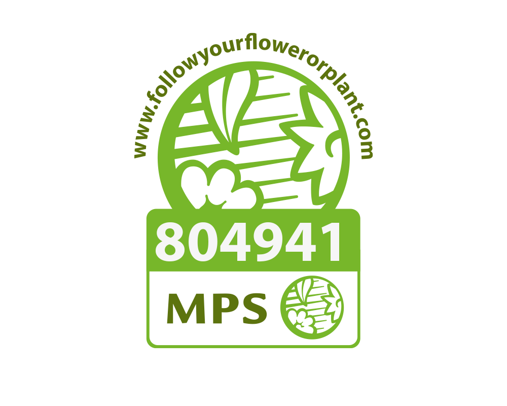 certificado mps