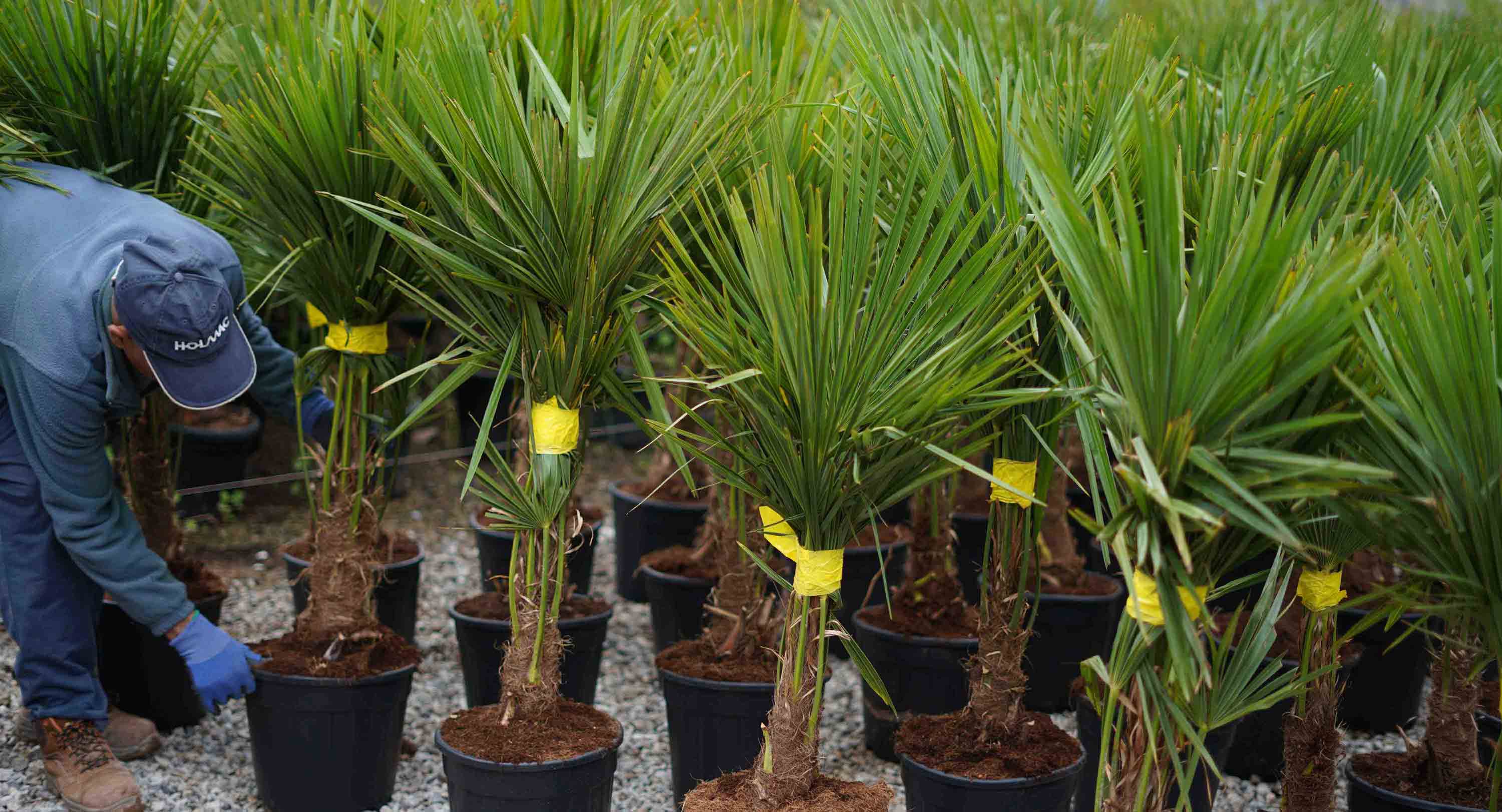 trabajador arreglando plantas